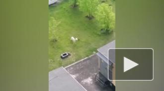 На Парашютной улице петербуржцы заметили белую козу на прогулке