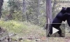 Игровая схватка двух медведей в Сихотэ-Алинском заповеднике попала на видео
