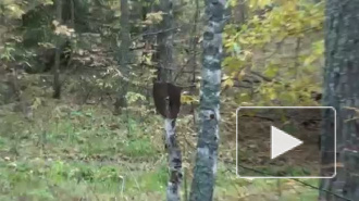 В Тосненском районе обнаружен тайник с оружием