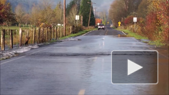 Удивительное видео: Лосось перешёл через дорогу в Вашингтоне