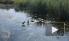 Видео: в Пушкине в одном из парков вместе с утками гуляет черепаха