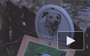 Жители Приморского района Петербурга ждут уничтожения кладбища домашних животных