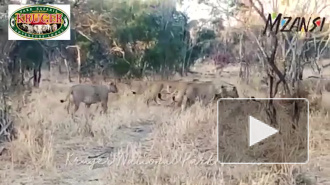Медоед противостоял прайду голодных львов и попал на видео