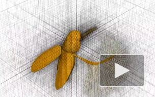 Биологам удалось заснять на видео сверхбыстрый полет микронасекомых 