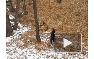 Круче "Мадагаскара": дружба амурского тигра со смелым козлом попала на видео