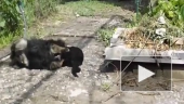 Funny Cats Compilation January 2014