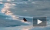 Игры ворона и песца на Ямале сняли на видео