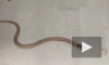 Смертельная битва домашнего паука и змеи стала хитом YouTube