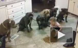 Видео с четырехлетней девочкой, контролирующей шестерых питбулей, удивило интернет-пользователей