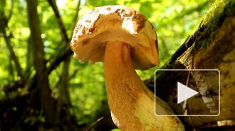 "Роскачество" рассказало о мерах предосторожности при сборе грибов