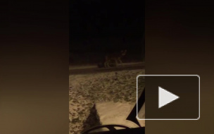 Очевидцы: в Павловске по проезжей части разгуливает волк 