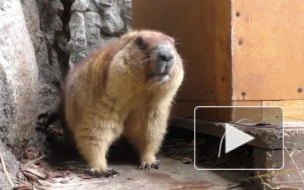 В Ленинградском зоопарке проснулись сурки Ижорик и Августина