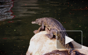 Крокодиловая ферма на Петроградке работала без договора с арендаторами