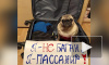 Россияне запустили флешмоб в поддержку животных, летающих в багажном отсеке