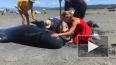 В Новой Зеландии 49 дельфинов-гринд выбросились на ...