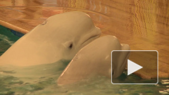 Активисты троллят купчинский дельфинарий