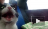 кошка в автомобиле