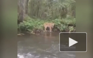 Житель Приморья встретил тигра во время рыбалки
