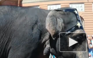 Слоны получили специальный приз петербургского фестиваля циркового искусства‍