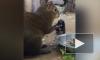 Ленинградский зоопарк показал дерзкое хищение еды из миски агути