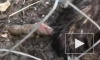 Видео с умирающим страусом из сочинского Дендрария взбудоражило Интернет