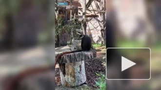 Приматы из Ленинградского зоопарка спасаются от жары с помощью листьев