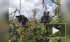 В Приморье шесть медвежат-сирот выпустили в тайгу после реабилитации