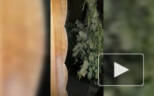 Полиция изъяла в Петербурге и области крупную партию растительных наркотиков