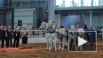На "Иппосфере" петербуржцев ждут очаровательные пони