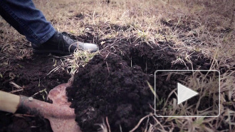 Криминал в большом городе: петербурженку расчленили и закопали останки в огороде