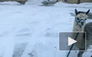В Ленинградском зоопарке альпака Шарлотка впервые увидела снег