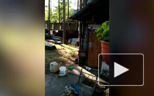 Жители Сестрорецка заметили во дворе двух лисиц