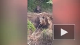 На Сахалине из браконьерских сетей спасли медведицу ...