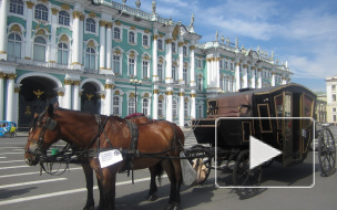 Ветеринар Эрмитажа заявил, что всех угоревших в пожаре котов откачали