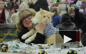 Рыжий котэ по кличке Синдбад продержался 17 дней без пищи в грузовом отсеке корабля