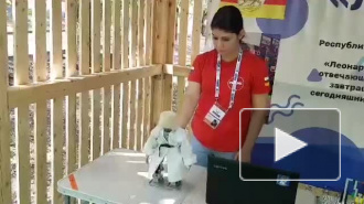 Видео: Робот в папахе танцует лезгинку перед Дмитрием Рогозиным
