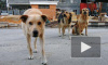 В Новочеркасске семилетнего ребенка растерзала стая бродячих собак