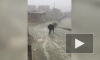 Китайцев рассмешила скользящая корова на льду