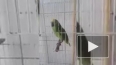 Видео, где попугай поет песню Рианы – взрывает интернет
