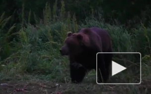 В Томской области мужчина подрался с медведем на свалке и огрел косолапого системным блоком компьютера