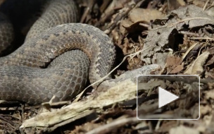 В Юнтоловском заказнике заметили краснокнижных гадюк