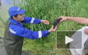 Из коллектора в Красносельском районе спасены 3 птенца лысухи
