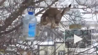 "Голод не тетка": в сети появилось забавное видео кота, рискующего жизнью из-за куска сала