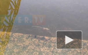 На набережной Крюкова канала на видео сняли рыбу-мутанта 