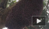 Устрашающее видео: Пчелиный рой делает пульсирующие "волны"