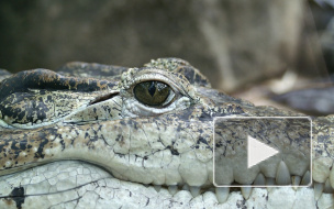 Аллигатор-людоед загадочным образом исчез из пруда Диснейленда в США