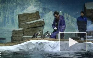 Видео: в Приморский океанариум привезли восемь пингвинов Гумбольдта