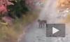 Видео: В Юте мужчина прогнал дикую пуму отборным матом 