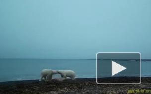 Ссора белых медведей из-за добычи в нацпарке "Русская Арктика" попала на видео