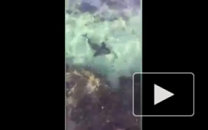 Риелтор из Австралии помогла акуле сменить место жительства голыми руками